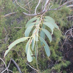Eucalyptus luehmanniana