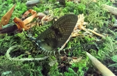 Ephemera danica