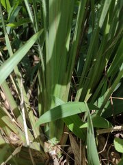Themeda villosa
