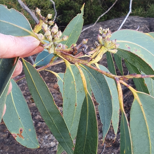 Image of Eucalyptus luehmanniana by (c) ronavery, some rights reserved (CC BY)