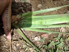 Themeda villosa