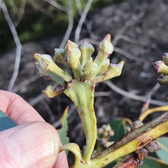 Eucalyptus luehmanniana