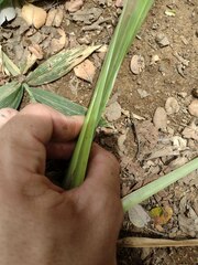 Themeda villosa
