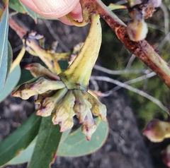 Eucalyptus luehmanniana