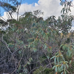 Eucalyptus luehmanniana