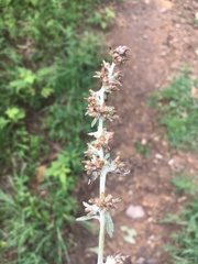 Gamochaeta argyrinea