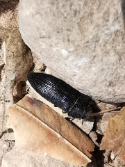 Acmaeodera quadrifasciata prunneri