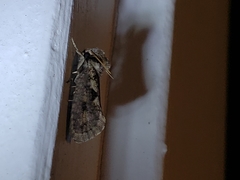 Acrolophus popeanella