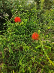 Melaleuca aestiva