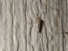 Cicadellidae