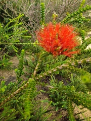 Melaleuca aestiva