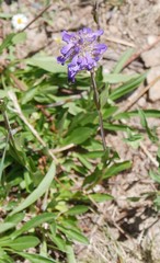 Penstemon