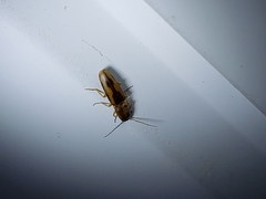 Conoderus vespertinus