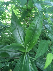 Pollia japonica