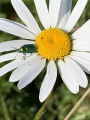 Chrysolina graminis