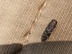 Acmaeoderella adspersula