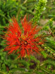 Melaleuca aestiva