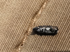 Acmaeoderella adspersula