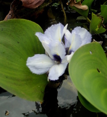 Pontederia azurea
