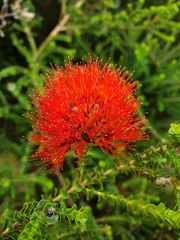 Melaleuca aestiva