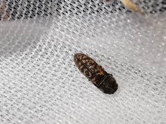 Acmaeoderella adspersula