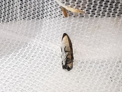 Acmaeoderella adspersula