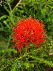 Melaleuca aestiva