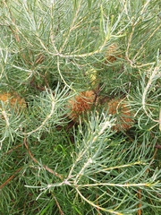 Hakea nodosa