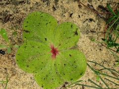 Drosera magna