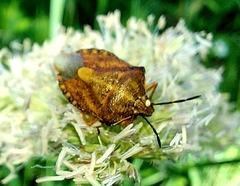Carpocoris purpureipennis
