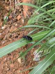 Anoplophora chinensis