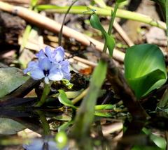 Pontederia azurea