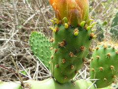 Crematogaster alluaudi