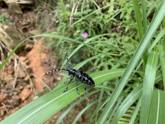 Anoplophora chinensis