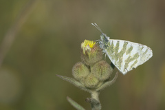 Euchloe belemia