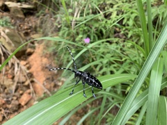 Anoplophora chinensis