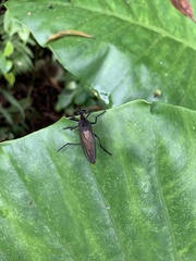 Microstylum