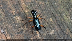 Therates fruhstorferi