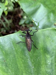 Microstylum