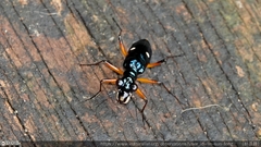 Therates fruhstorferi