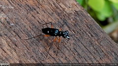 Therates fruhstorferi