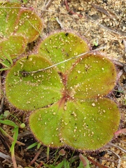 Drosera magna