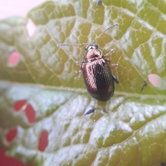 Crepidodera fulvicornis
