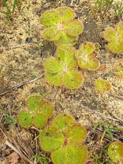 Drosera magna