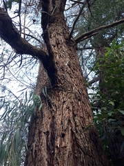 Eucalyptus fulgens