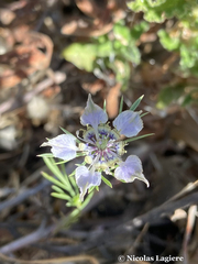 Nigella degenii
