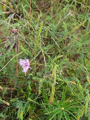 Thysanotus manglesianus