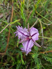 Thysanotus manglesianus