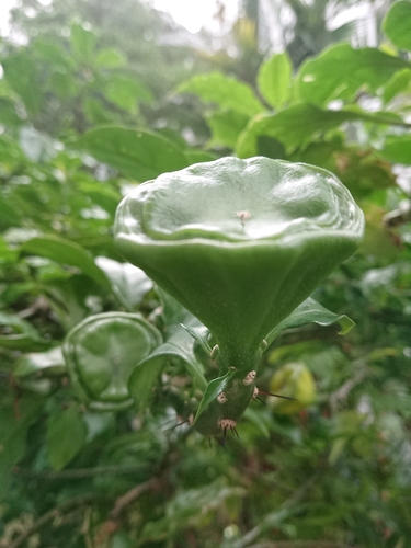 Leuenbergeria bleo