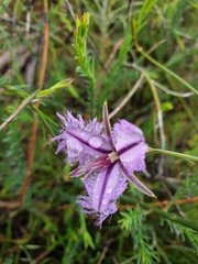 Thysanotus manglesianus